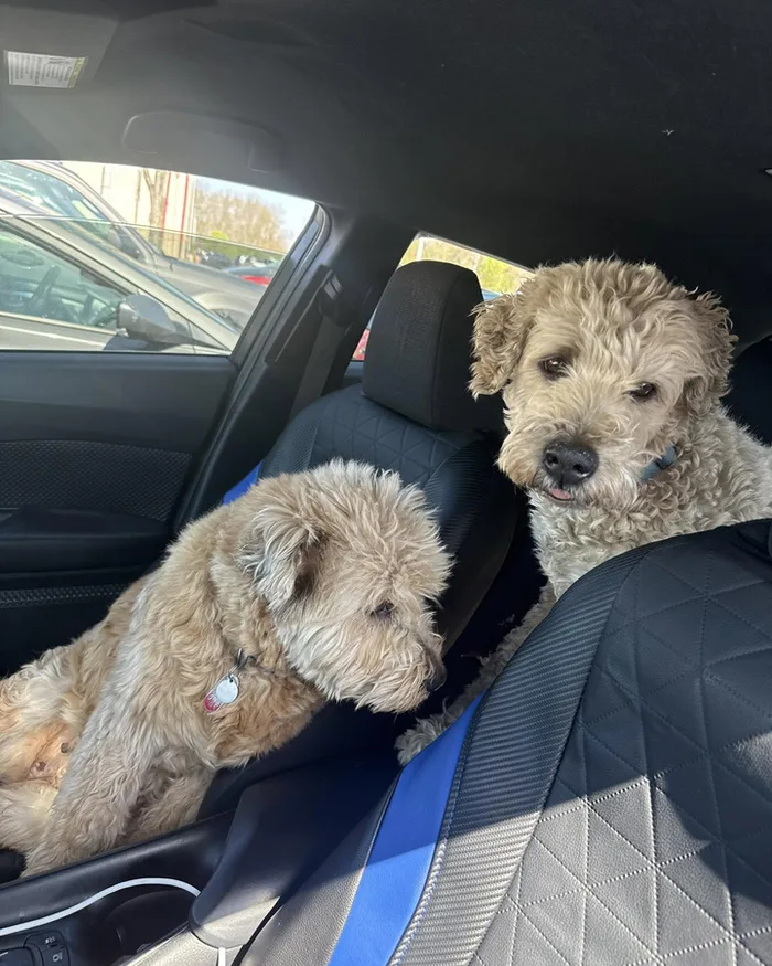 The two house dogs sitting in the front seat of a car